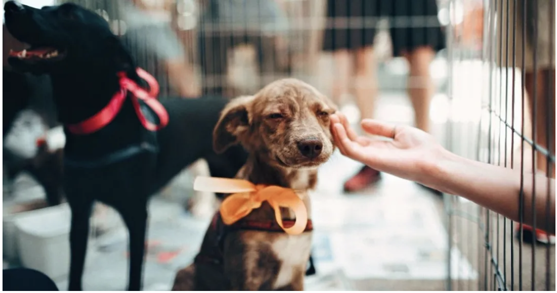 注意！“恶犬伤人事件”频发，养狗也可能涉嫌刑事犯罪...