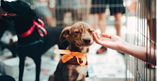 注意！“恶犬伤人事件”频发，养狗也可能涉嫌刑事犯罪...